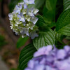 紫陽花 11