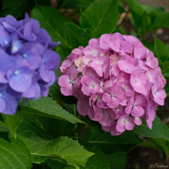 紫陽花 3