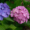 紫陽花 3