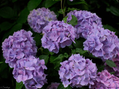 紫陽花 10