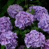 紫陽花 10