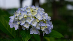 紫陽花 4
