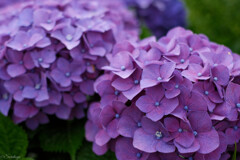 紫陽花 5