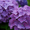 紫陽花 5
