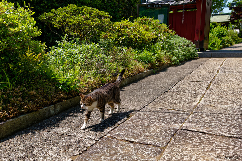 ちょっと通りますよ