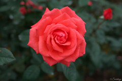 薔薇
