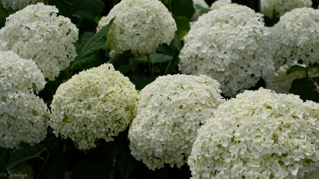 紫陽花 7