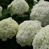 紫陽花 7