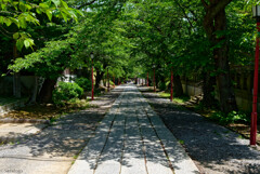 新緑の参道