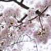 満開