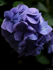 紫陽花 2