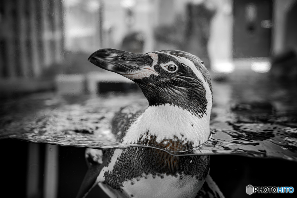 職業モデルのフンボルトペンギン