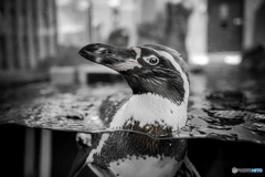 職業モデルのフンボルトペンギン