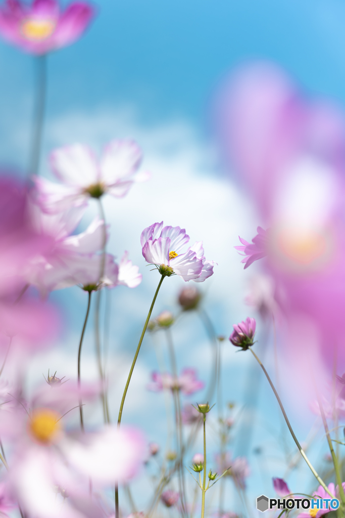 青空と秋桜