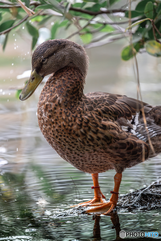 水浴び中のマガモ