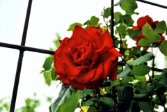 きれいな薔薇には。