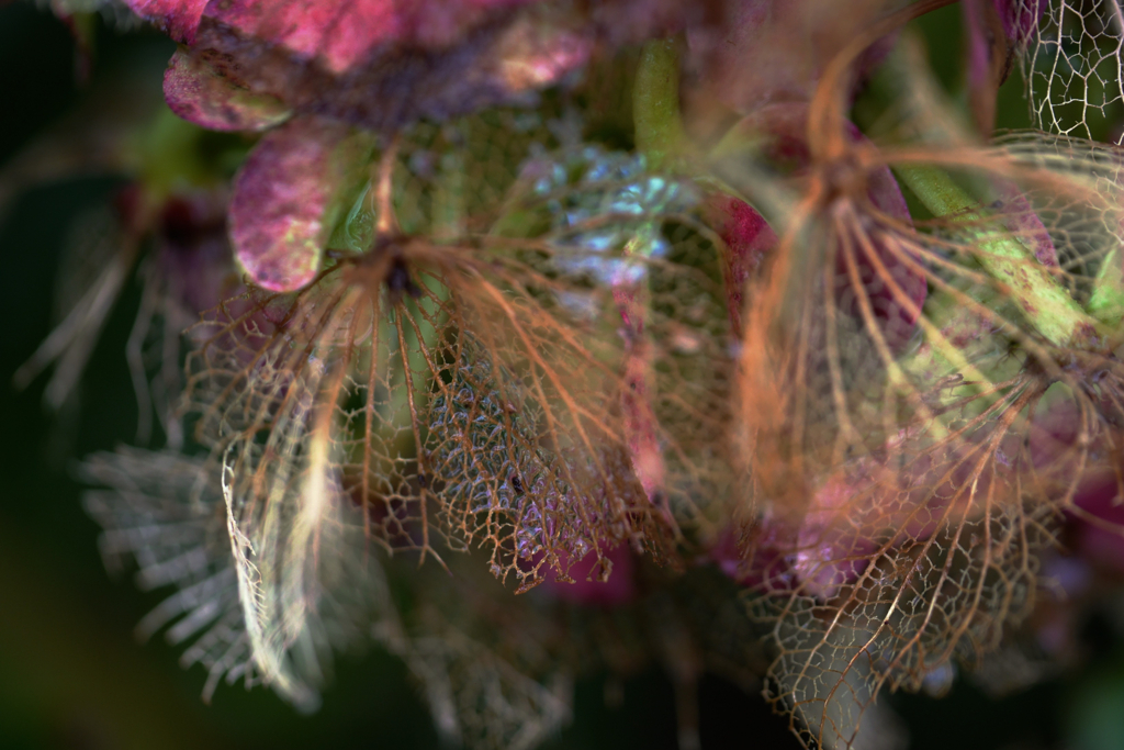 Hydrangeas in September