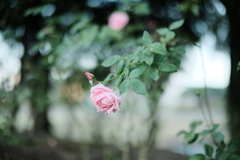 秋薔薇