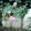 秋薔薇