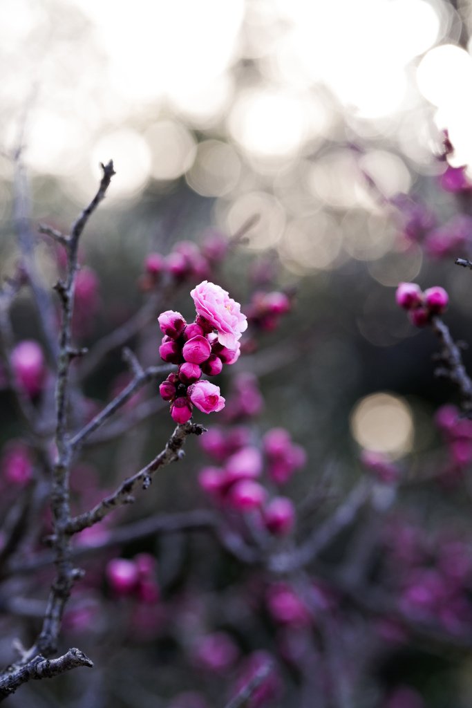 冬を耐え抜き、花開く