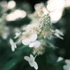 玉ボケが彩る紫陽花