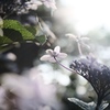 朝日に照らされて