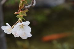 湖上の桜