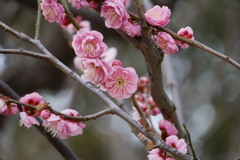 梅の花