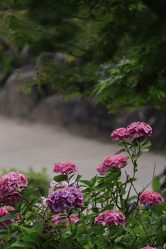 赤い紫陽花と新緑紅葉