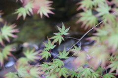 新緑紅葉