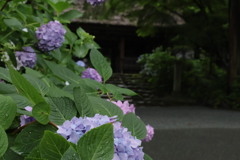 紫陽花寺にて