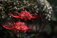 彼岸花
