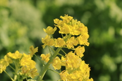 菜の花