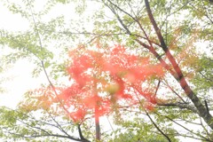 彼岸花④
