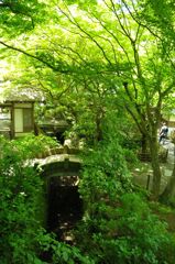 緑