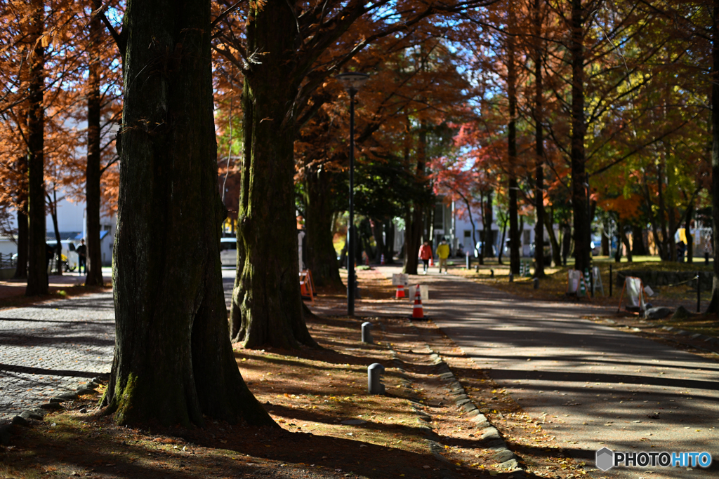 紅葉と影