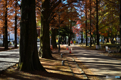 紅葉と影