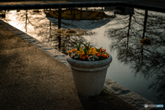 花と池