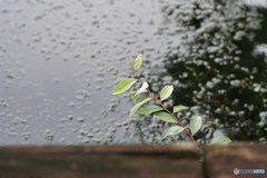 草と池