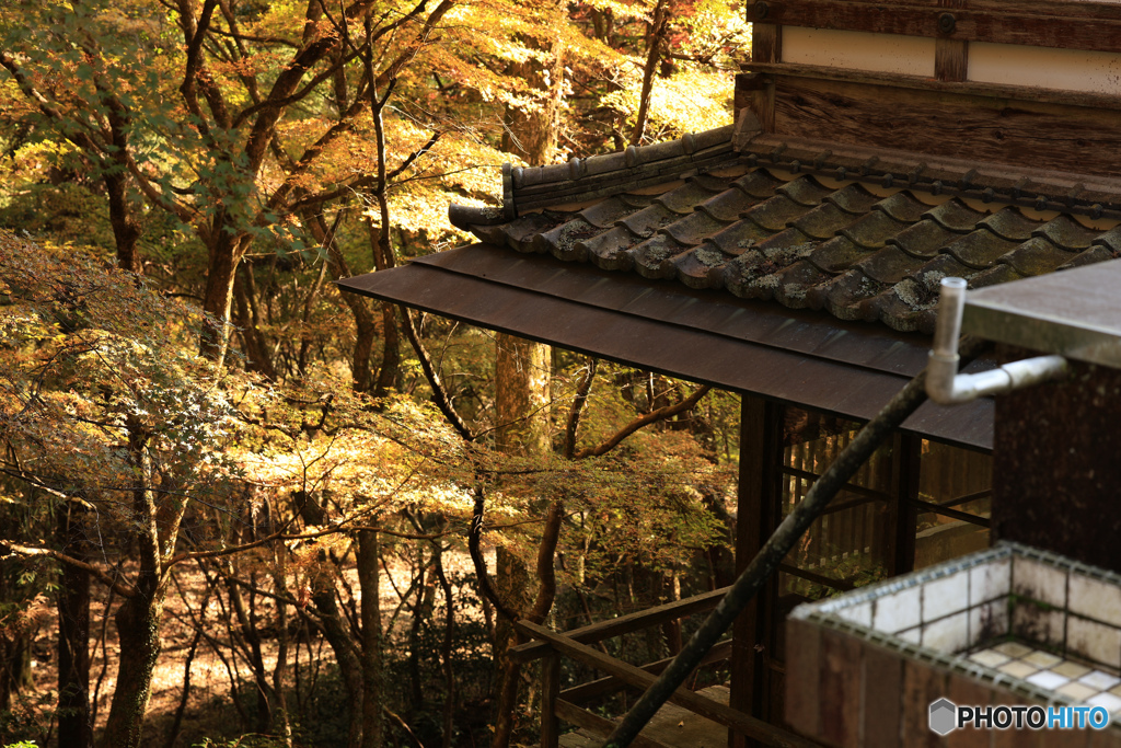 紅葉と家