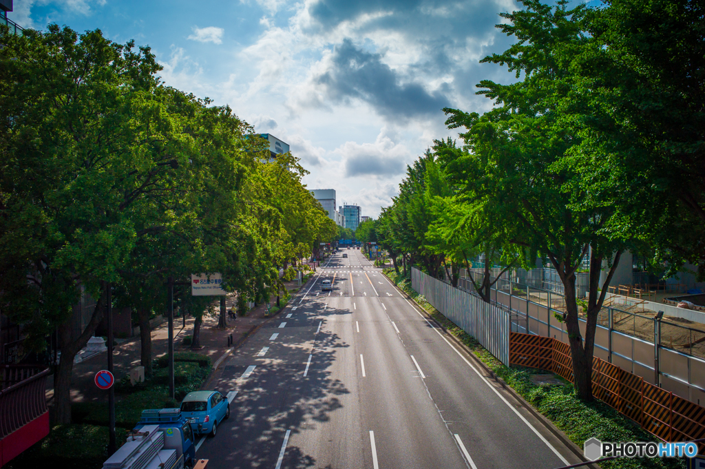道路と木々