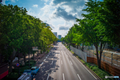 道路と木々