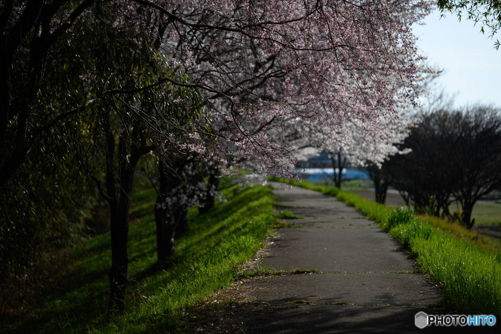 桜と道