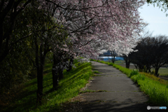 桜と道