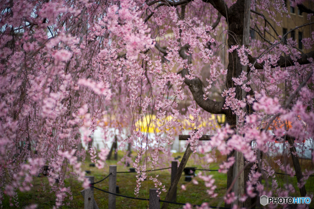 桜