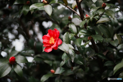 フィルム調の花