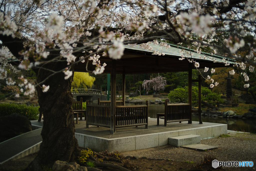 桜と休憩所