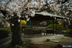 桜と休憩所