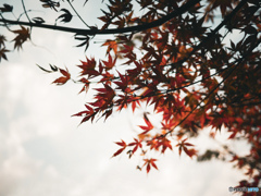 紅葉