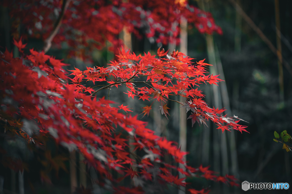 紅葉